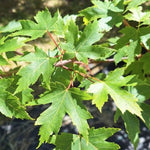 Acer x Freemanii Autumn Blaze  v.9
