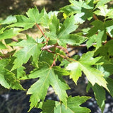 Acer x Freemanii Autumn Blaze  v.9