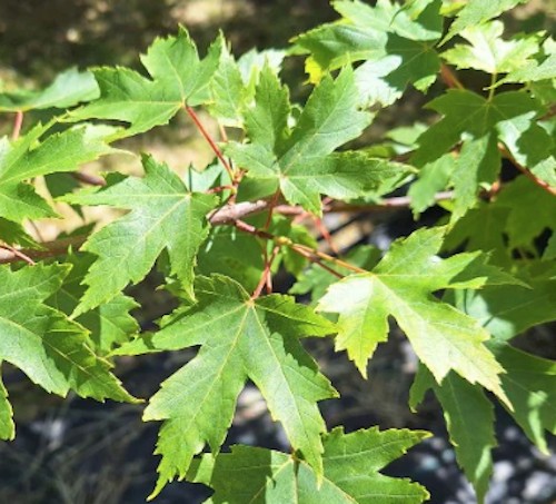Acer x Freemanii Autumn Blaze  v.9