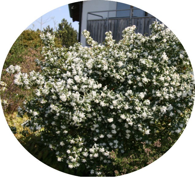 Osmanthus x Burkwoodii vaso 20