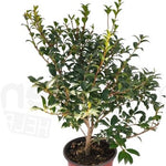 Osmanthus x Burkwoodii vaso 20