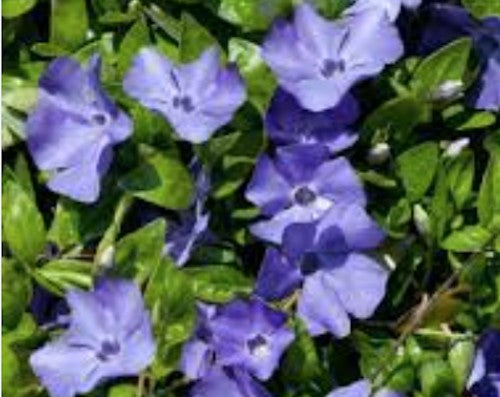 Vinca minor (per zone ombreggiate)