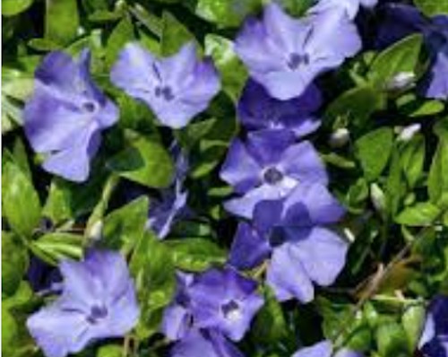 Vinca minor (per zone ombreggiate)