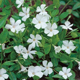 Vinca minor alba (per zone ombreggiate)