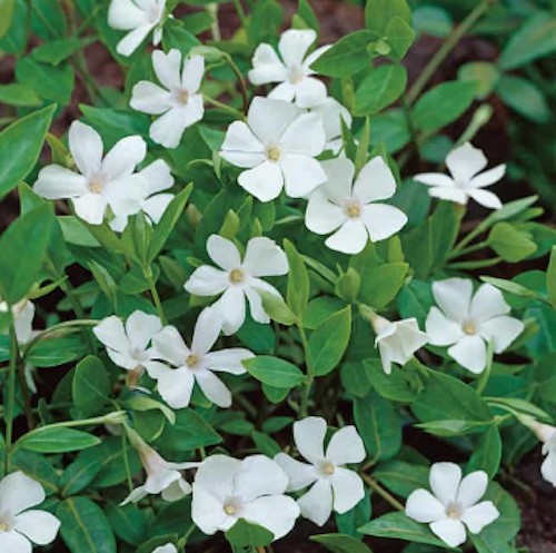 Vinca minor alba (per zone ombreggiate)