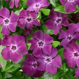 Vinca minor atropurpurea (per zone ombreggiate)