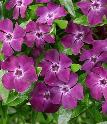 Vinca minor atropurpurea (per zone ombreggiate)