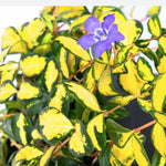Vinca minor 'Illumination' ® (Per zone ombraggiate)