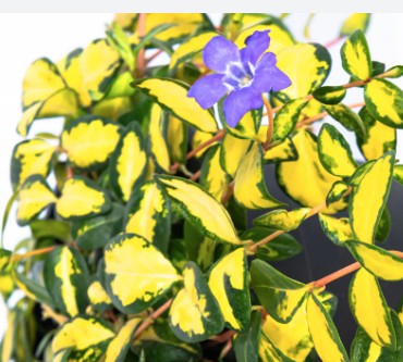 Vinca minor 'Illumination' ® (Per zone ombraggiate)