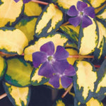 Vinca minor 'Illumination' ® (Per zone ombraggiate)