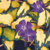 Vinca minor 'Illumination' ® (Per zone ombraggiate)