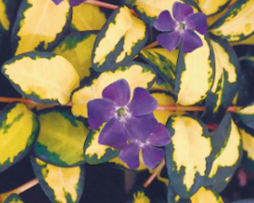 Vinca minor 'Illumination' ® (Per zone ombraggiate)