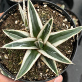 Agave Victoria reginae White Rhino cm. 10