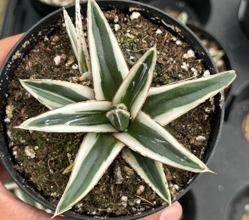 Agave Victoria reginae White Rhino cm. 10