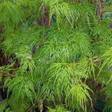 Acer Palmatum diss. Emerald Lace v. 12 da talea adatto per bonsai