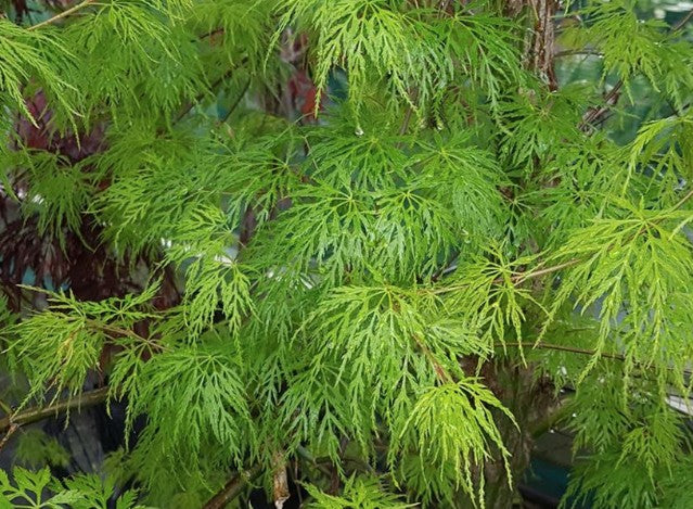 Acer Palmatum diss. Emerald Lace v. 12 da talea adatto per bonsai