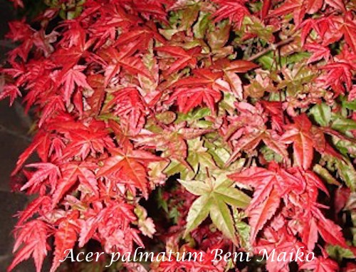 Acer Palmatum Beni Maiko vaso 9