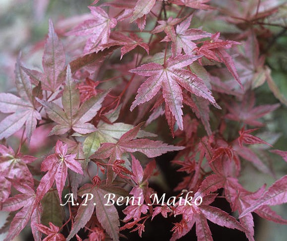 Acer Palmatum Beni Maiko vaso 2 lt.
