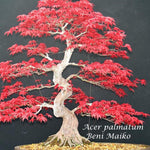 Acer Palmatum Beni Maiko vaso 2 lt.