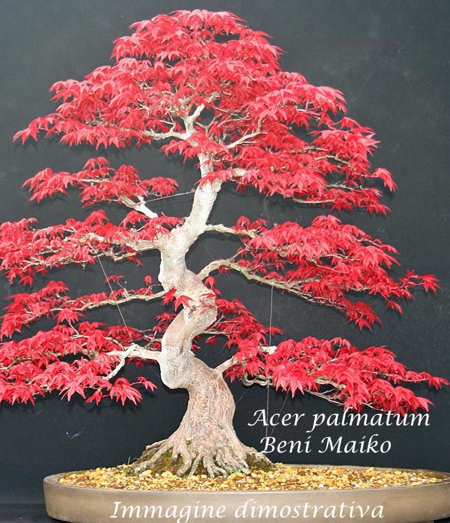 Acer Palmatum Beni Maiko vaso 2 lt.