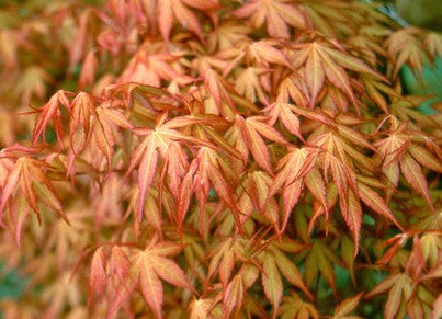 Acer Palmatum Katsura