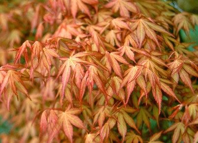 Acer Palmatum Katsura