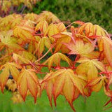 Acer Palmatum Katsura