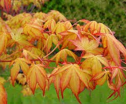Acer Palmatum Katsura