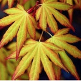 Acer Palmatum Katsura vaso 12 da talea adatto per Bonsai