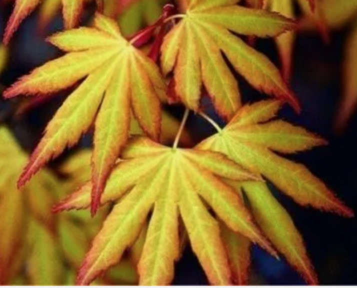 Acer Palmatum Katsura vaso 12 da talea adatto per Bonsai