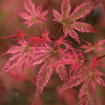 Acer palmatum Phoenix vaso 9 cm.  adatto per bonsaia