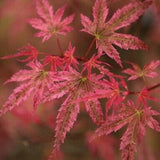 Acer palmatum Phoenix vaso 9 cm.  adatto per bonsaia