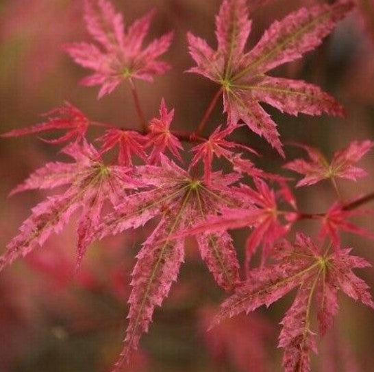 Acer palmatum Phoenix vaso 9 cm.  adatto per bonsaia