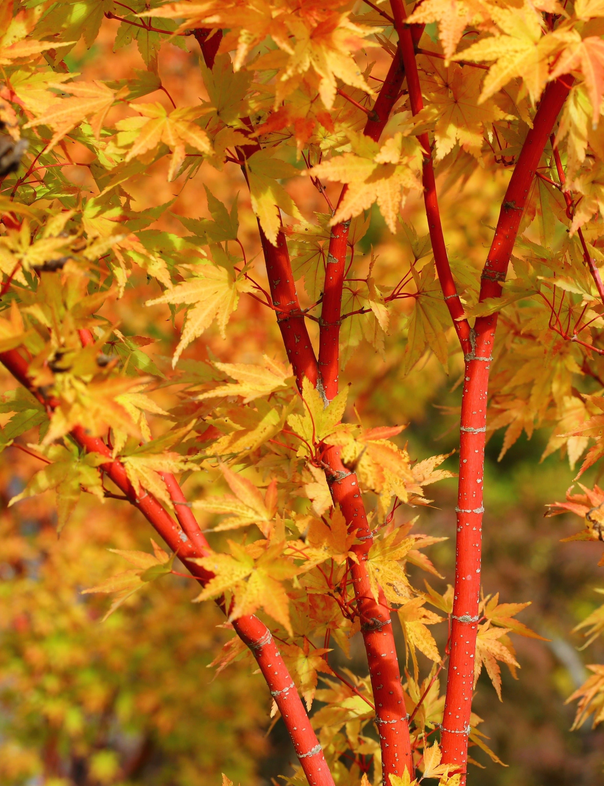  	 Acer Palmatum Sango kaku