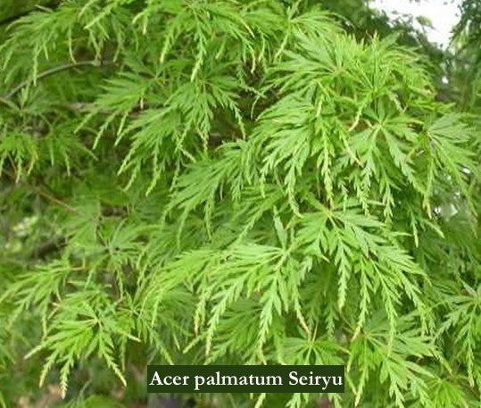 Acer Palmatum seiryu