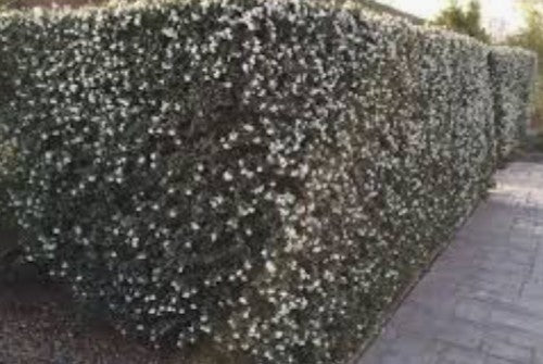 Osmanthus delavayi vaso 16/18
