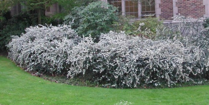 Osmanthus delavayi vaso 16/18