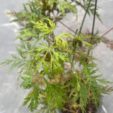 Acer Palmatum diss. Emerald Lace v. 12 da talea adatto per bonsai