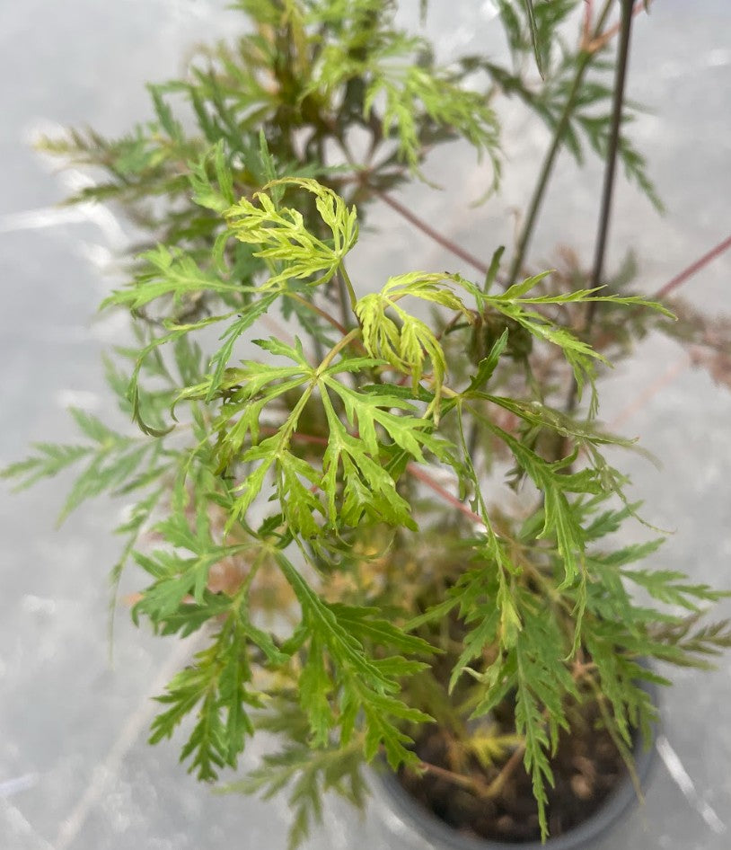 Acer Palmatum diss. Emerald Lace v. 12 da talea adatto per bonsai