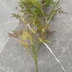 Acer Palmatum diss. Emerald Lace v. 12 da talea adatto per bonsai