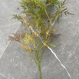 Acer Palmatum diss. Emerald Lace v. 12 da talea adatto per bonsai