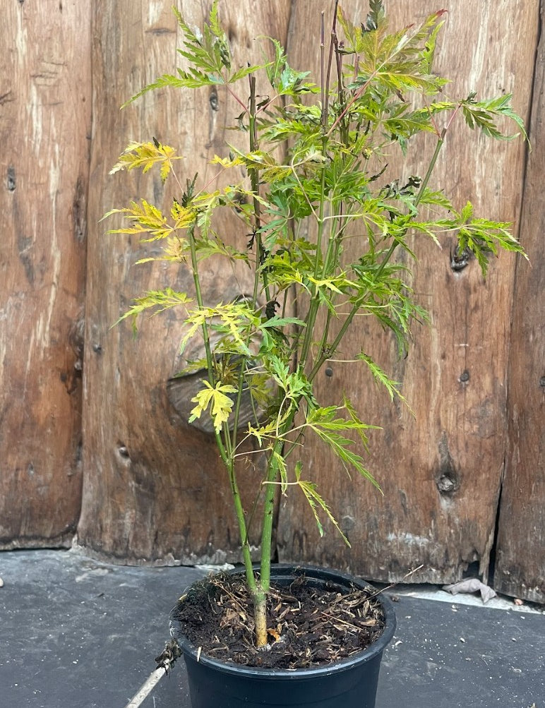 Acer Palmatum seiryu vaso 12  da talea adatto per bonsai.
