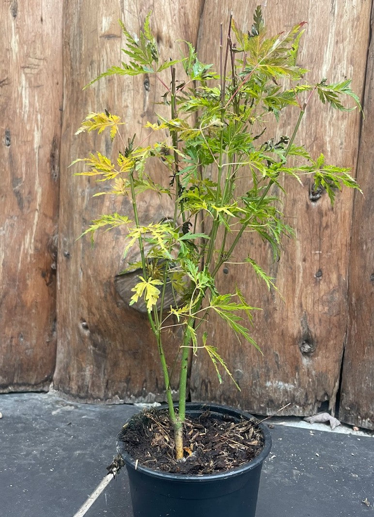 Acer Palmatum seiryu vaso 12  da talea adatto per bonsai.