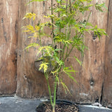 Acer Palmatum seiryu vaso 12  da talea adatto per bonsai.