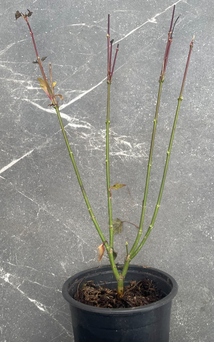 Acer palmatum Orange Dream vaso 12 cm. da talea adatto per bonsai