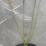 Acer palmatum Orange Dream vaso 12 cm. da talea adatto per bonsai