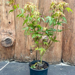 Acer Palmatum Katsura vaso 12 da talea adatto per Bonsai