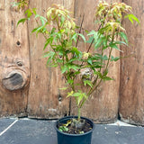 Acer Palmatum Katsura vaso 12 da talea adatto per Bonsai