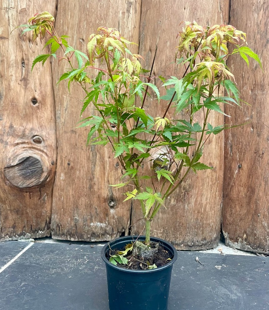 Acer Palmatum Katsura vaso 12 da talea adatto per Bonsai