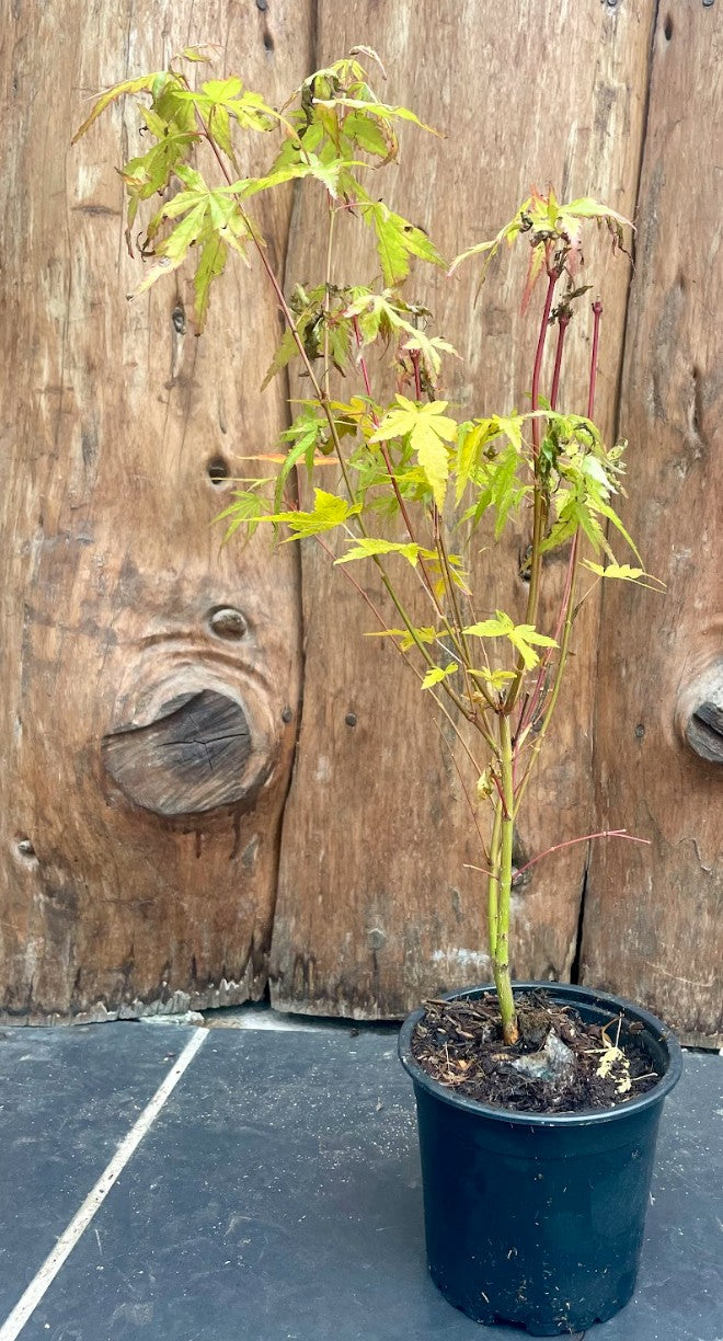 Acer Palmatum Sango kaku vaso cm. 12 da talea adatto per bonsai